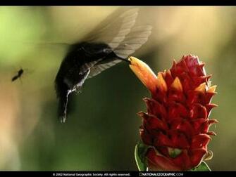 National Geographic Wallpaper Flowers Weddingdressin
