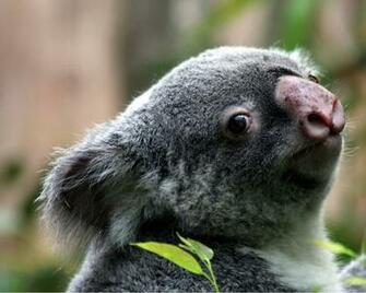 Wallpaper Best Size Koala Bear