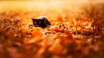 First Day Of Autumn Happy Mabon Neogaf