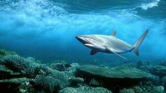 Shark 3d UHD For Android Appszoom