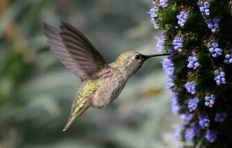 Hummingbird HD Wallpaper High Definition