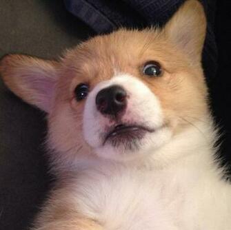 The Cutest Corgis On Internet Omg Cute Things