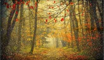 Snowy Fall Day Wallpaper