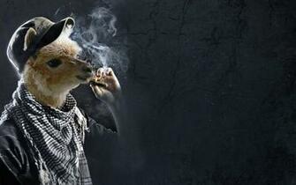 Llama Smoking Funny Wallpaper HD Desktop And Mobile Background