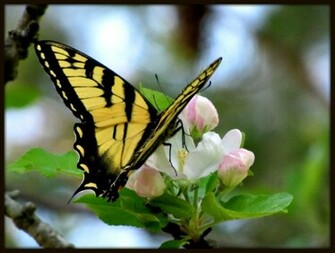 Butterfly On An Apple Blossom Wallpaper