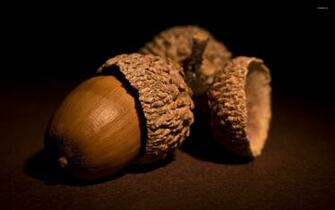 Acorn Wallpaper Photography