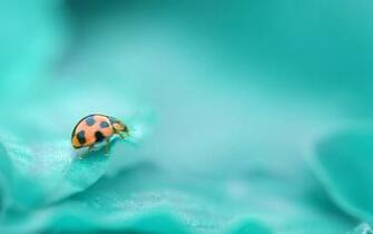 Collection Great Pictures Pure High Definition HD You Can