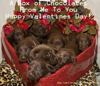 Valentines Puppy I Took It As A Day