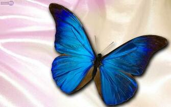 Blue Butterfly Wallpaper HD Net