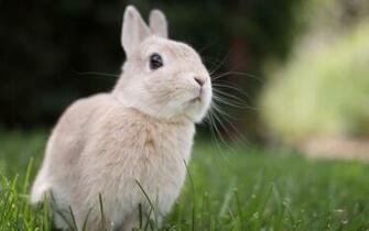 Cute Baby Bunny Wallpaper Desktop Background Photos In HD