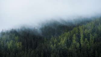 Foggy Forest Wallpaper