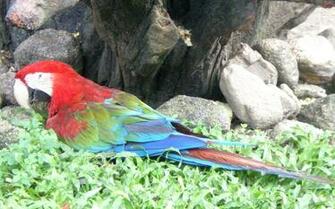 Scarlet Macaw Wallpaper