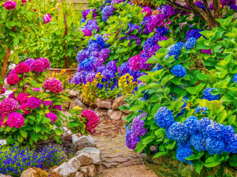 Colorful Hydrangea Garden Tbknvxdob6yhzbxg Wallpaper