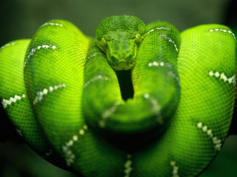 Tree Snake Header Photo