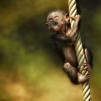 iPad Little Monkey On The Rope Screensaver For Kindle3 And Dx