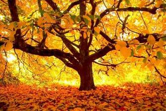 Wallpaper HD 4k Pc Background 1000s New Mobile
