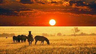 Amazing Widescreen Animal Wallpaper HD