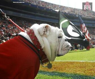 Uga Wallpaper Usf Xp Bmw Vista Toolbar