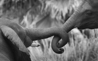 Elephants Wallpaper