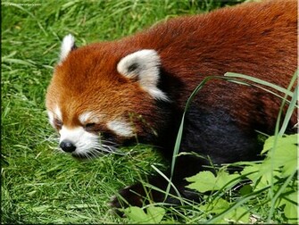 Red Pandas Wallpaper