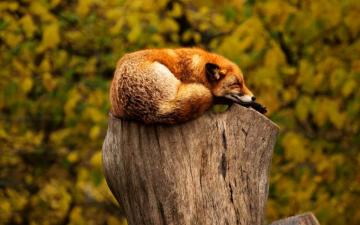 Fox Sleep On Tree Stub
