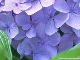 Purple Hydrangea Wallpaper HD Walls Find