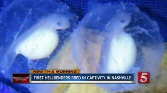Nashville Zoo Celebrates Major Breakthrough Hellbenders Born