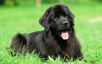 Newfoundland Dog HD Wallpaper 7wallpaper Net