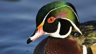 Desktop Windows Black Leather Wood Duck