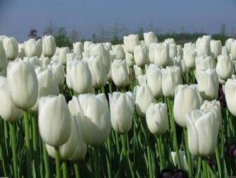 White Tulips Wallpaper Open Walls