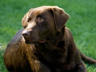 Brown Labrador Wallpaper