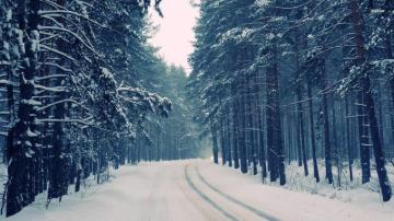 Snowy Forest Desktop Wallpaper Data Src High Resolution Snowfall