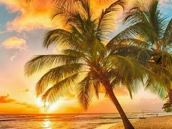 Palm Tree Tropical Beach HD Wallpaper