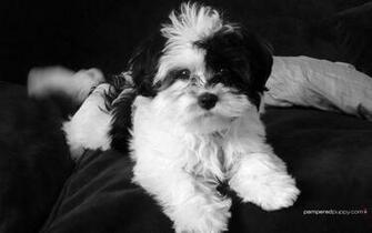 Desktop Dog Full HD Wallpaper Wallinda