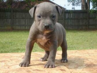 Blue Pitbulls