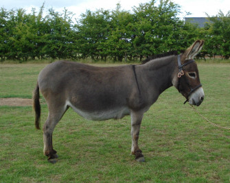 Donkey Wallpaper Animal Hq Picture