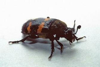 File Necrophorus Tomentosus Jpg