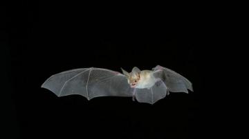 Bat HD Wallpaper 7wallpaper Net