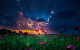 Yellow Sun Rays Magenta Landscape Field Spring