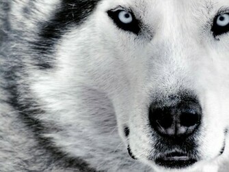 White Wolf Wallpaper
