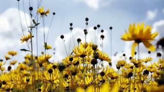 Wallpaper Spring All New