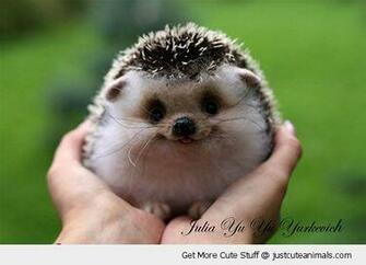 Holding Baby Hedgehog Hands Happy Smiling Forest Cute Animals Wild