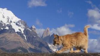 Desktop Wallpaper Gallery Animals Maine Coon Kitten