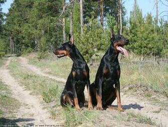 The Doberman Dog Desktop Wallpaper Pictures Online For Pc