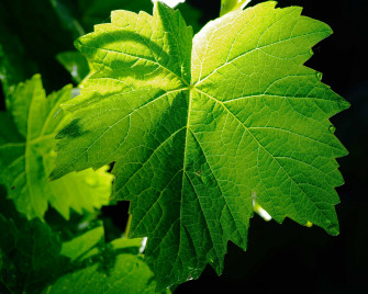 Vine Leaf Wallpaper Image Photos Picture