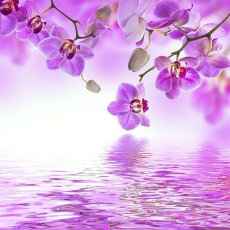 Tropical Purple Orchid Wall Mural Photo Wallpaper Photowall