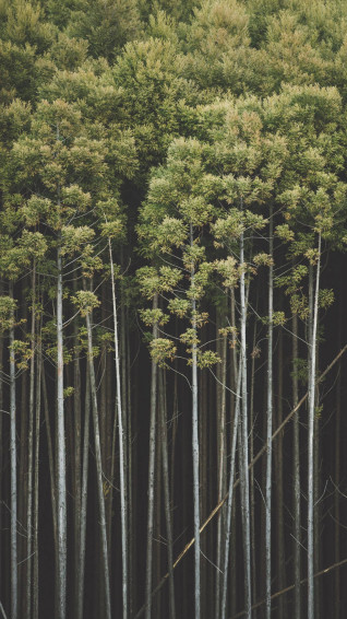 Bamboo iPhone Wallpaper