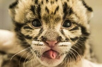Clouded Leopard Photos Wallpaper The Fun Bank