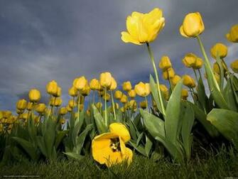 Wallpaper Yellow Tulips Desktop In The