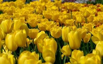 To Wallpaper Just Right Click On Pictures And Select Save